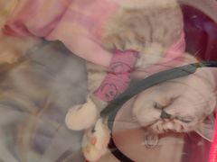-伟伟宠物医院·瑞派猫友好医院·猫科(光谷店)