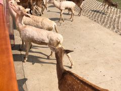 -常州淹城野生动物世界