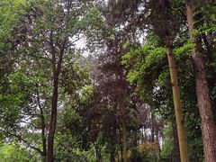 -铁山坪森林公园