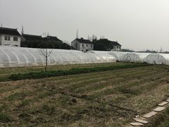 -青浦采草莓天天草莓园