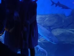 -石家庄海洋公园