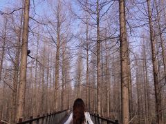 -黄海国家森林公园