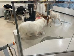 -共舞时光猫咖·狗咖(新街口店)