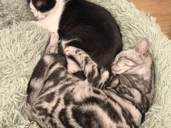 -有喵·猫咖·狗咖·30几只猫10只小狗(岗厦店)