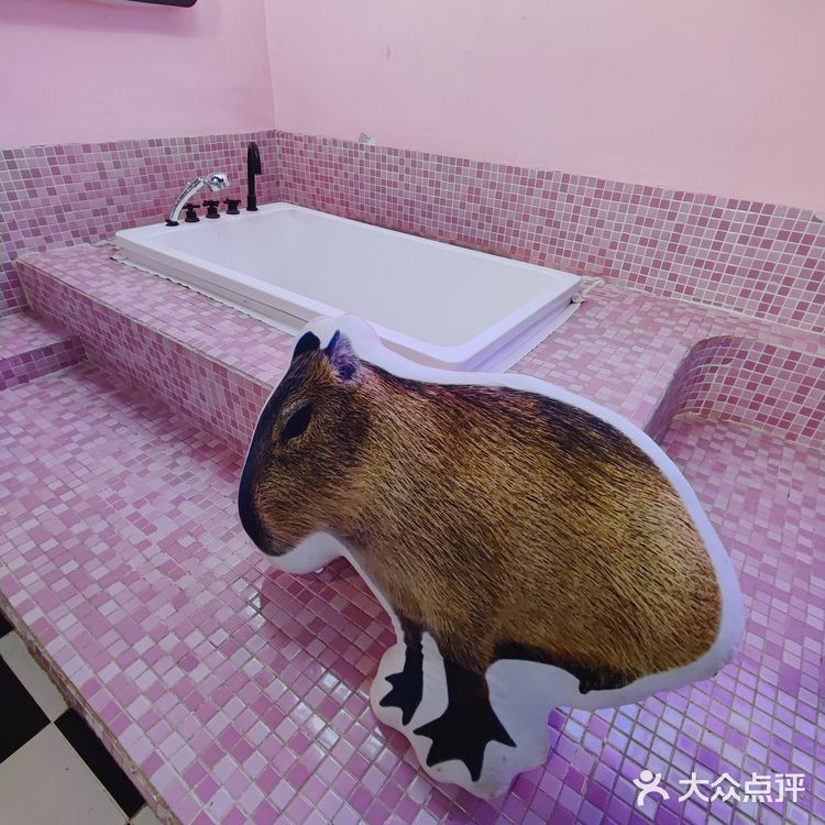 三里屯超火的萌宠店,来和巴拿马水豚亲密接触吧🎀