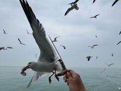 -海驴岛(荣成市)