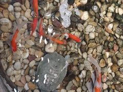 -小科自助海鲜烧肉(高区店)