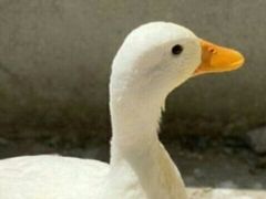 -前小桔亲子创意农场·草莓采摘·露营烧烤