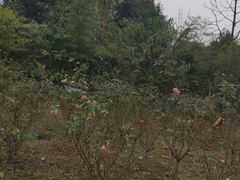 -都江堰玫瑰花溪谷