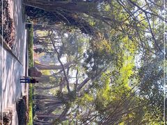 -瑞丽独树成林风景区