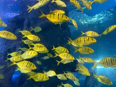 -太平洋海底世界