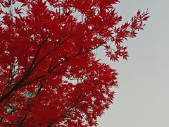 -广州市帽峰山景区