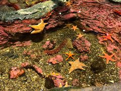 -西雅图水族馆