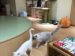 -猫和宫(六道口店)