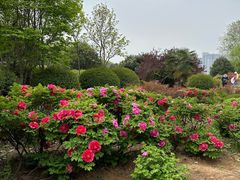 -洛阳市隋唐城遗址植物园
