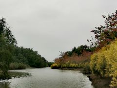 -大湾区中央湿地公园
