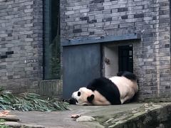 -都江堰中华大熊猫苑