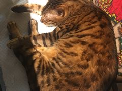 -more than meow吴止猫主题餐厅(承德 中船汇店)