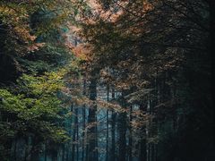 -山王坪喀斯特国家生态公园