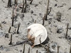 -北海金海湾红树林生态旅游区