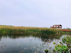 -白洋淀景区