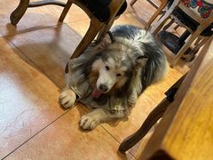 -more than meow吴止猫主题餐厅(承德 中船汇店)