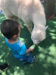 -萌宠亲子动物乐园(槐房万达店)