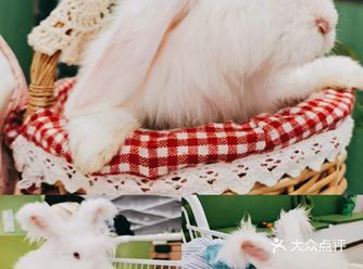 香猪刺猬龙猫,杭州这家雪貂主题萌宠店你去过了吗?