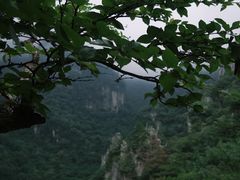 -牛背梁国家森林公园