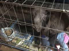 -志龙皇冠吃货椰子铺