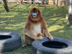-西安秦岭野生动物园