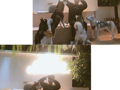 -Husky Go! 哈士奇体验馆·宠物咖啡厅狗咖