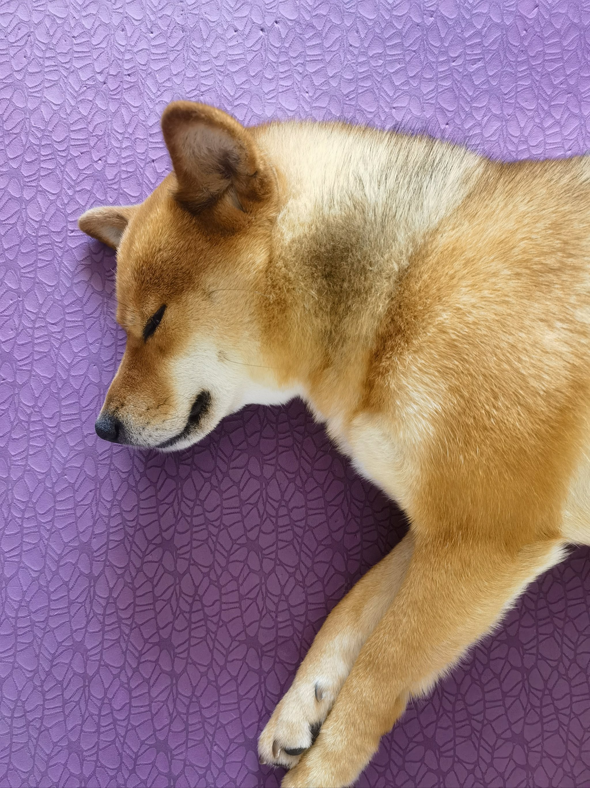 闭眼睁眼的闹子