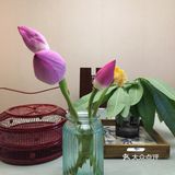 夏之荷