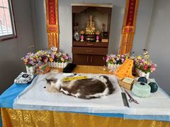 -美联众合宠物医院·爱萌分院·内外科·猫科中心