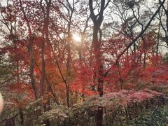 -紫金山山顶公园