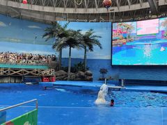 -海合安成都极地海洋公园