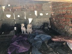 -宠颐生动物医院·心脏科·保险定点(锦阳分院)