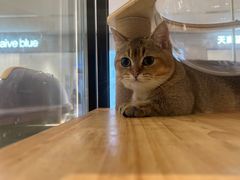 -babydoll猫舍·米努特·德文·缅因(久光中心店)