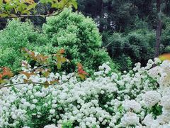 -铁山坪森林公园