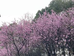 -八大山人梅湖景区