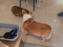 -平行世界·猫咖(首经贸店)