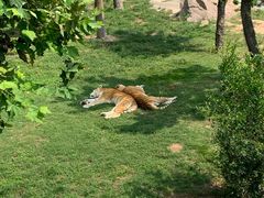 -西霞口神雕山野生动物世界