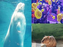 -海合安武汉极地海洋公园