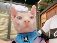 -美联众合动物医院·24h转诊中心