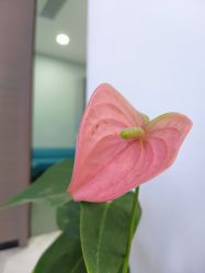 -上海漾颜医疗美容