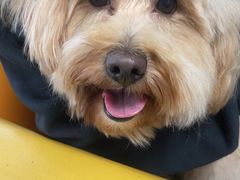 -暖阳宠物医院·犬猫康复中心·骨科