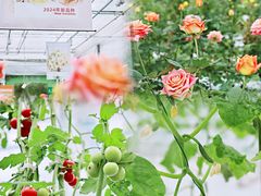-上海鲜花港