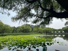 -青城公园