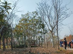 -昆山城市生态森林公园